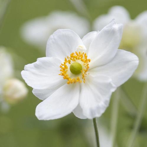 Anemone 'Honorine Jobert' - Herfstanemoonp, Tuin en Terras, Planten | Tuinplanten, Overige soorten, Halfschaduw, Zomer, Ophalen of Verzenden
