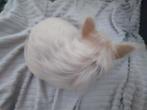 Puppy, Rabiës (hondsdolheid), Overige rassen, 8 tot 15 weken, Teef