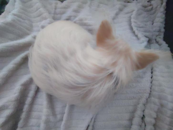 Puppy, Dieren en Toebehoren, Honden | Chihuahua's en Gezelschapshonden, Teef, Overige rassen, Particulier, Eén hond, Nederland