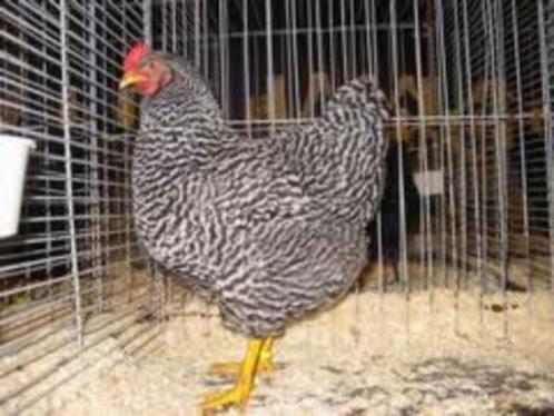 Amrock kippen.........., Dieren en Toebehoren, Pluimvee, Kip, Vrouwelijk
