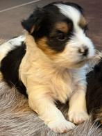 Biewer pups, Dieren en Toebehoren, België, Overige rassen, CDV (hondenziekte), 8 tot 15 weken