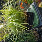 Carex p11, Ophalen of Verzenden, Siergrassen, Halfschaduw