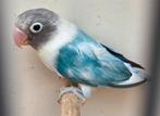 Mooie bonte personata agapornis, Geslacht onbekend, Dwergpapegaai of Agapornis, Geringd