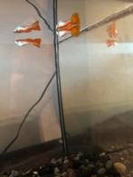 Mooie rode guppen, Dieren en Toebehoren, Vis