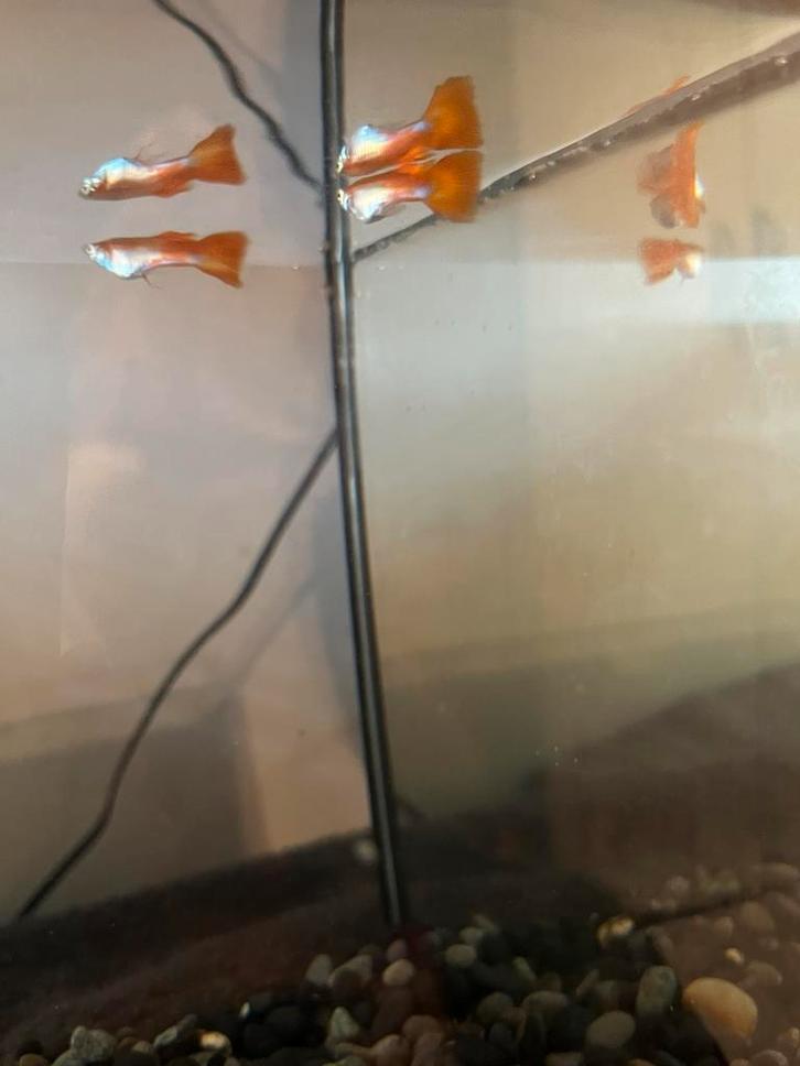 Mooie rode guppen, Dieren en Toebehoren, Vissen | Aquariumvissen, Vis