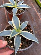 Agave Americana, Tuin en Terras, Planten | Tuinplanten, Ophalen of Verzenden, Bloeit niet, Overige soorten, Volle zon