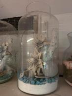 Glazen Terrarium met Decoratie, Antiek en Kunst, Ophalen of Verzenden