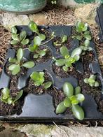 Crassula ovata vetplant 12 stuks, Huis en Inrichting, Kamerplanten, Ophalen, Overige soorten, Minder dan 100 cm