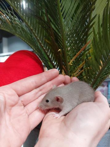 Dwergratjes super lief en super tam.  beschikbaar voor biedingen