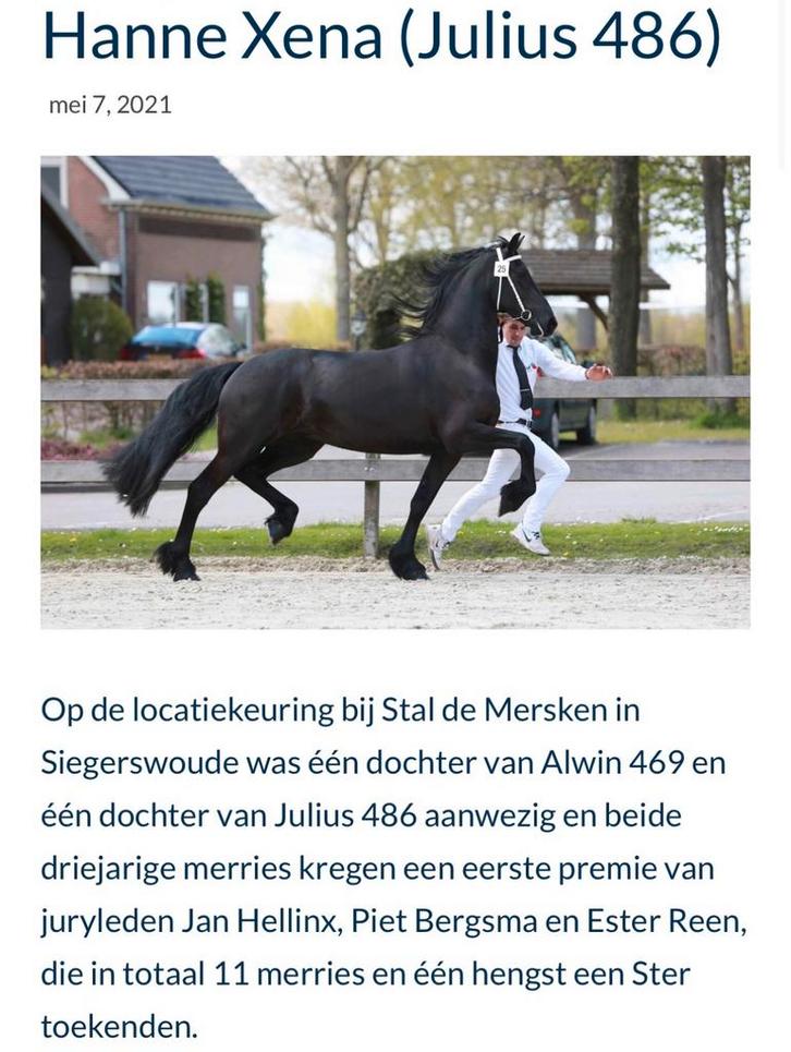 Te koop: Hanne Xena 1e premie Ster merrie, Dieren en Toebehoren, Paarden, Merrie