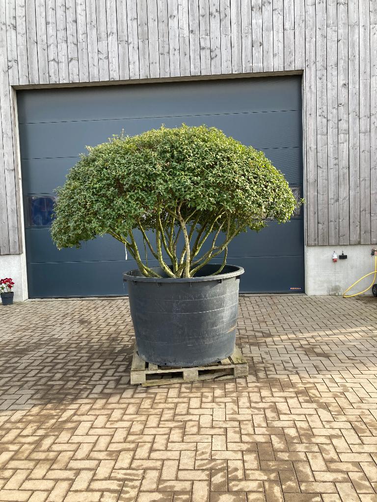 Osmanthus burkwoodii parapluboom, Tuin en Terras, Planten | Bomen, Lente, 100 tot 250 cm, Ophalen, Volle zon