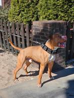 Super mooie Pitbull  (DEKREU)!, Rabiës (hondsdolheid), Reu, 1 tot 2 jaar, Bulldog