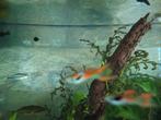 Endler guppen te ruil, Dieren en Toebehoren, Vissen | Aquariumvissen, Vis