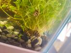 Helena slakken, Dieren en Toebehoren, Vissen | Aquariumvissen, Slak of Weekdier