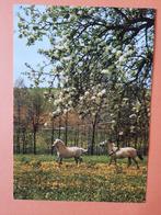 paard kaart poppverlag Fjordenpaarden, Ophalen, 1980 tot heden, Ongelopen, Paard