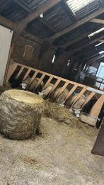 Dekram 1,5 jaar, Mannelijk, Schaap