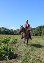Arabisch halfbloed Grullo merrie, Merrie, Gechipt, Zadelmak, 11 jaar of ouder