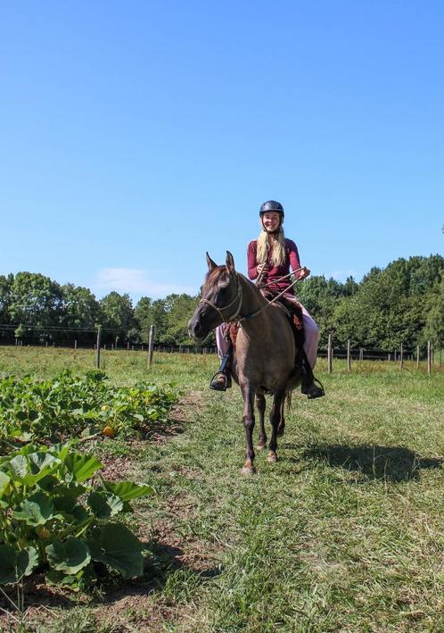 Arabisch halfbloed Grullo merrie, Dieren en Toebehoren, Pony's, Merrie, Zadelmak, D pony (1.37m tot 1.48m), Recreatiepony, 11 jaar of ouder