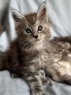 Mooie, lieve Maine Coon kittens met stamboom, Meerdere dieren, Gechipt, 0 tot 2 jaar