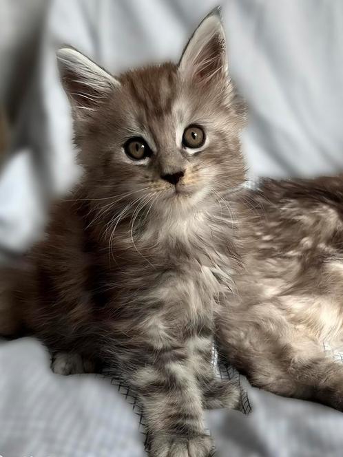 Mooie, lieve Maine Coon kittens met stamboom, Dieren en Toebehoren, Katten en Kittens | Raskatten | Langhaar, Meerdere dieren