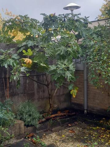2 Grote Vijgenbomen te koop beschikbaar voor biedingen