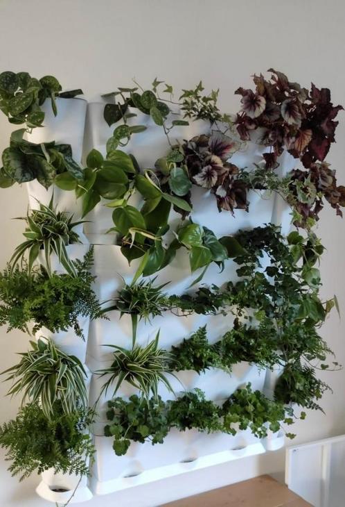 Plantenmuur/Verticale tuin binnen of buiten, Huis en Inrichting, Woonaccessoires | Kunstplanten en Kunstbloemen, Gebruikt, Binnen