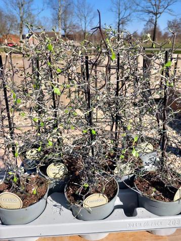 Corokia cotoneaster mini beschikbaar voor biedingen