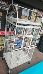 Grijze roodstaart papegaai, Dieren en Toebehoren, Mannelijk, Papegaai, Pratend