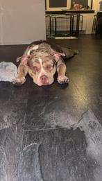 American Bully, België, Particulier, Reu, 1 tot 2 jaar
