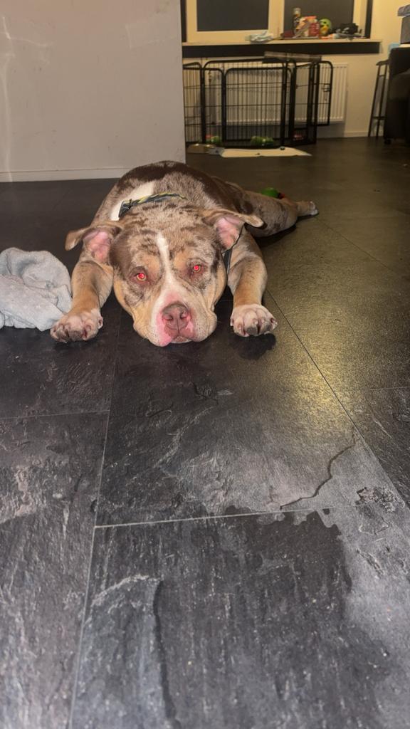 American Bully, Dieren en Toebehoren, Honden | Niet-rashonden, Middel, Reu, Particulier, Eén hond, België, 1 tot 2 jaar, CDV (hondenziekte)