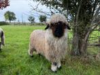 Walliser Schwarznase ooilam zwoegervrij, Dieren en Toebehoren, Schapen, Geiten en Varkens, Vrouwelijk, Schaap