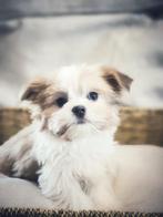 Malchi pupjes te koop, Dieren en Toebehoren, Honden | Niet-rashonden, CDV (hondenziekte), Meerdere, Klein, 8 tot 15 weken