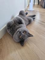 Ervaren dekkater 100 % Britse kort haar met dekgarantie, Dieren en Toebehoren, Katten en Kittens | Dekkaters