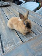 Dwerg konijntje angora/leeuwenkopje rammelaar, Dieren en Toebehoren, Konijnen, Mannelijk, 0 tot 2 jaar