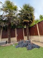 Waaier Palm / Trachycarpus fortunei Zaden / Palm, Tuin en Terras, Bloembollen en Zaden, Ophalen of Verzenden, Gehele jaar, Halfschaduw
