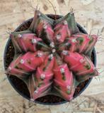 Cactus Gymnocalycium Mihanovichii p7 (7), Huis en Inrichting, Kamerplanten, Ophalen of Verzenden, Cactus, Volle zon, Minder dan 100 cm
