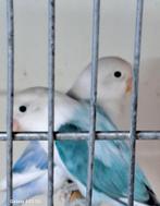 Fischeries turquoise  koppel, Meerdere dieren, Dwergpapegaai of Agapornis