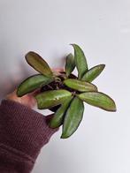 Hoya 'Rosita' wayetii x tsangii, Overige soorten, Minder dan 100 cm, Ophalen of Verzenden, Bloeiende kamerplant