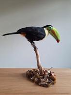 Opgezette Zwavelborsttoekan unieke positie, taxidermy, Verzamelen, Dierenverzamelingen, Ophalen, Zo goed als nieuw, Beeldje of Figuurtje