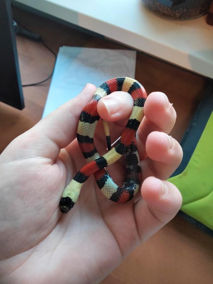 Lampropeltis Triangulum 1.0