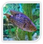 midden amerikaanse cichlide 20cm wordt 50cm gratis af halen, Dieren en Toebehoren, Vissen | Aquariumvissen, Vis, Zoetwatervis