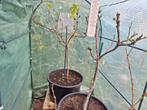 Vijgenboom, Ophalen, 100 tot 250 cm, In pot, Vijgenboom