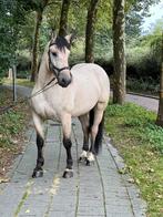 Super gave valk ruin, koudbloed kruising, 6jr, 1.64m, Dieren en Toebehoren, Paarden, Ruin, 160 tot 165 cm, Recreatiepaard, 3 tot 6 jaar