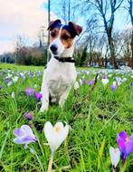 Jack russel terriër dekreu  dekking, Particulier, 3 tot 5 jaar, Reu, Nederland