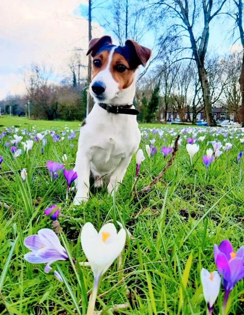 Jack russel terriër dekreu  dekking, Dieren en Toebehoren, Honden | Dekreuen, Reu, Particulier, Eén hond, Nederland, 3 tot 5 jaar