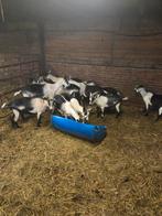 Te koop pauwgeiten, Dieren en Toebehoren, Schapen, Geiten en Varkens, Geit