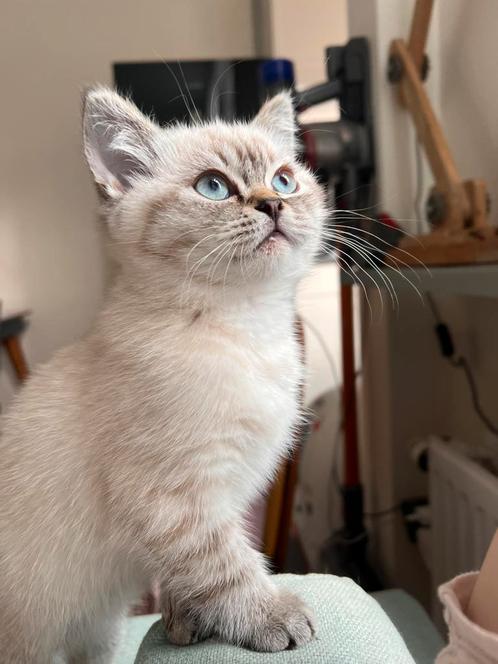 100% Britse Korthaar Kittens – Zeer Sociaal & Knuffelig!, Dieren en Toebehoren, Katten en Kittens | Raskatten | Langhaar, Meerdere dieren