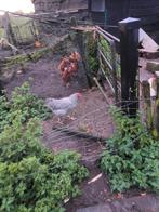 Noord Hollandse Blauw Haan, Dieren en Toebehoren, Mannelijk, Kip