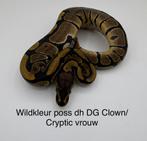 Koningspython Python Regius Wildkleur vrouwtje, Dieren en Toebehoren, Reptielen en Amfibieën, Slang, 0 tot 2 jaar