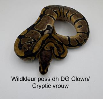 Koningspython Python Regius Wildkleur vrouwtje beschikbaar voor biedingen